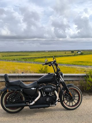 Harley Davidson Iron XL Negra