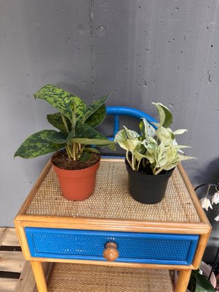 Pack 2 Plantas Agloanema y pothos variegado