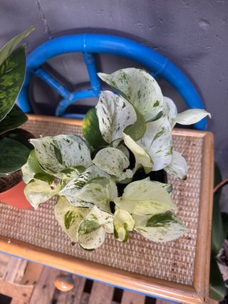 Pack 2 Plantas Agloanema y pothos variegado
