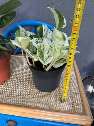 Pack 2 Plantas Agloanema y pothos variegado