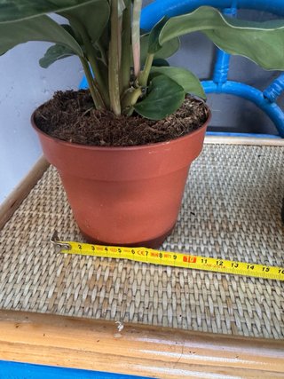Pack 2 Plantas Agloanema y pothos variegado