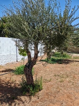 Regalo 4 olivos en Sevilla