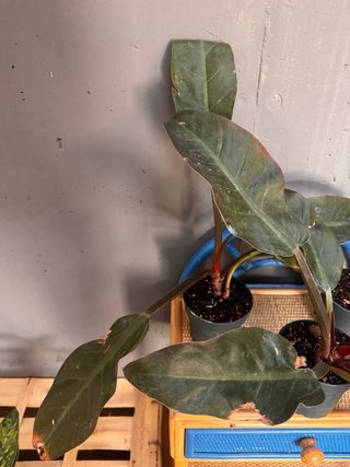 Philodendron Imperial Red 7€ cada una