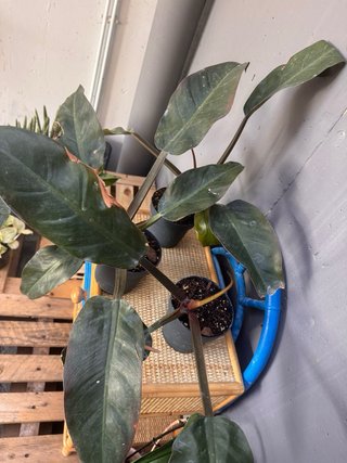 Philodendron Imperial Red 7€ cada una