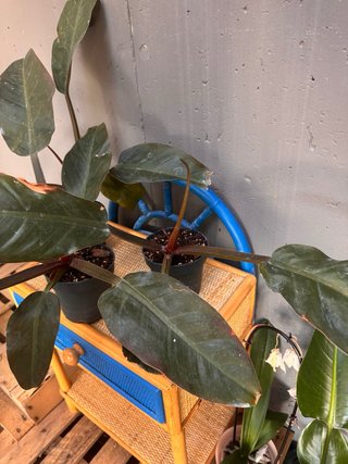 Philodendron Imperial Red 7€ cada una