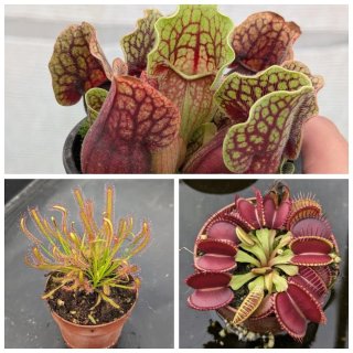 Plantas carnívoras | Pack iniciación 2.
