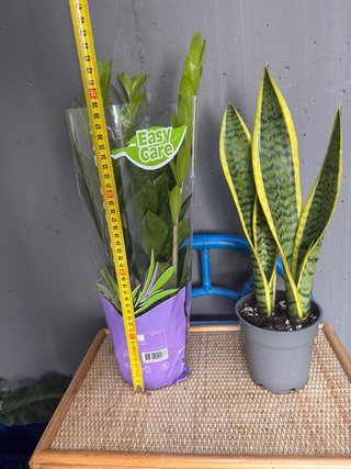 Pack 2 plantas: Zamioculcas y Sansevieri 15€