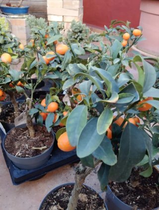 Bonsái Kumquat con Frutos