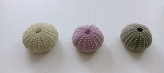 11 Conchas Ouriços-do-mar Coloridas