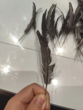 Plumas Gallina Negra Naturales