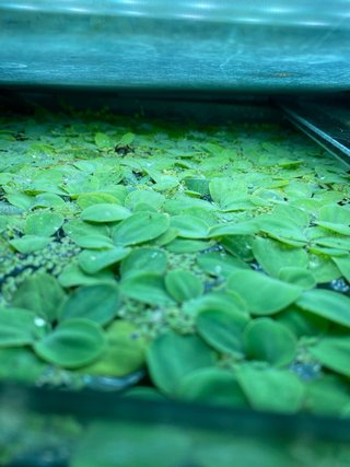 Lechuga de agua flotante