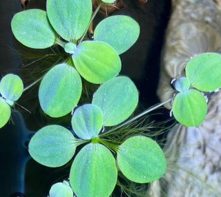Lechuga de agua flotante