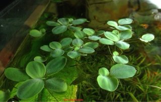 Lechuga de agua flotante
