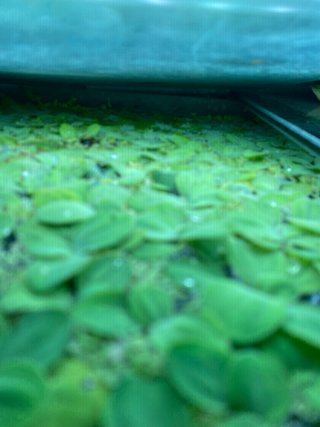 Lechuga de agua flotante