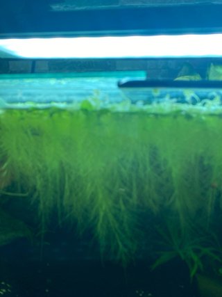 Lechuga de agua flotante