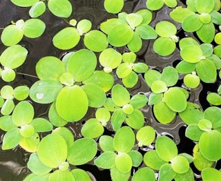 Lechuga de agua flotante