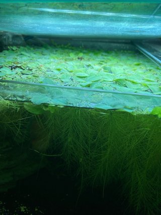 Lechuga de agua flotante