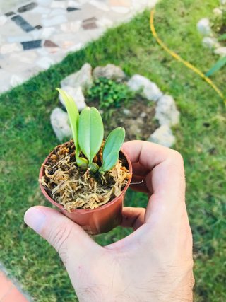 Bulbophyllum auratum