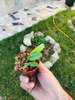Bulbophyllum auratum