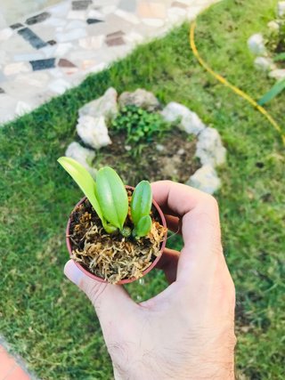 Bulbophyllum auratum