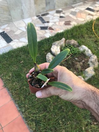 Bulbophyllum umbellatum