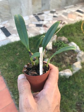 Bulbophyllum umbellatum