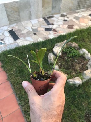 Bulbophyllum umbellatum