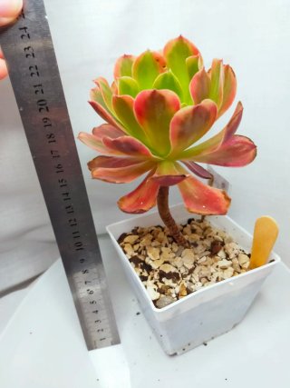 Aeonium 'Super Bang' Suculenta variegada