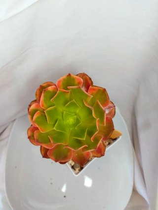 Aeonium 'Super Bang' Suculenta variegada