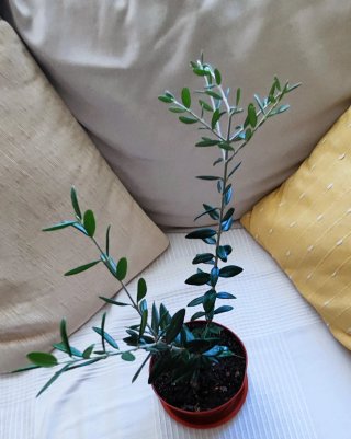 Planta de olivo en maceta