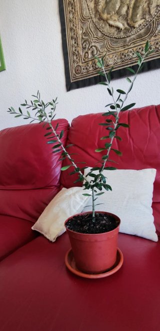 Planta de olivo en maceta