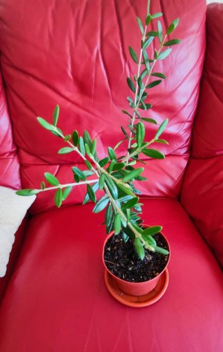 Planta de olivo en maceta