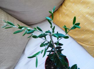 Planta de olivo en maceta