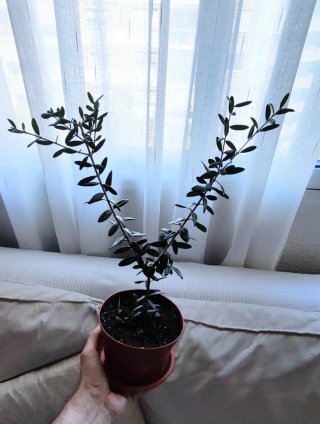 Planta de olivo en maceta