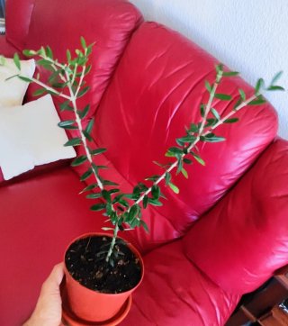 Planta de olivo en maceta
