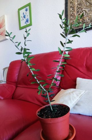 Planta de olivo en maceta