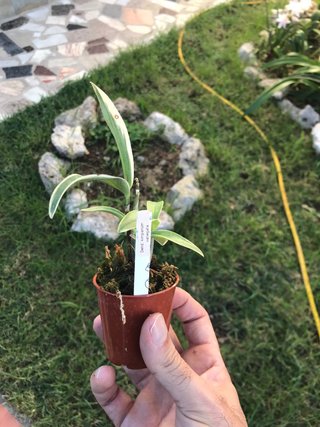 Dendrobium kingianum variegata
