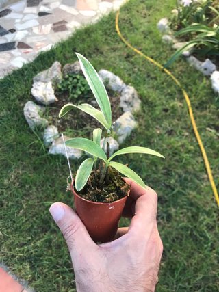 Dendrobium kingianum variegata