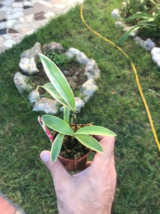 Dendrobium kingianum variegata