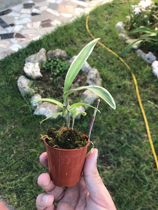 Dendrobium kingianum variegata