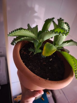 Madre de mil planta