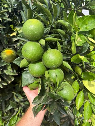 Asesoramiento integral agricola cítricos y kaki