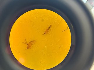 Asesoramiento integral agricola cítricos y kaki