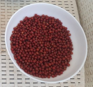 PIANTA GOUMI DEL GIAPPONE ROSSO ELEAGNUS UMBELLATA