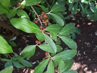 PIANTA GOUMI DEL GIAPPONE ROSSO ELEAGNUS UMBELLATA