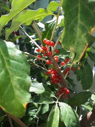 PIANTA GOUMI DEL GIAPPONE ROSSO ELEAGNUS UMBELLATA