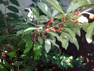 PIANTA GOUMI DEL GIAPPONE ROSSO ELEAGNUS UMBELLATA