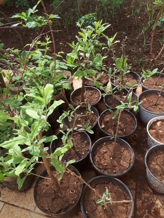 PIANTA GOUMI DEL GIAPPONE ROSSO ELEAGNUS UMBELLATA