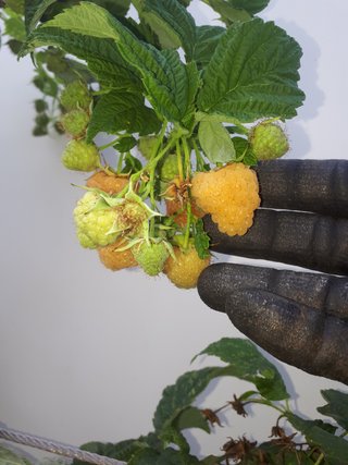 PIANTA DI LAMPONE ARANCIONE – VARIETÀ VALENTINA