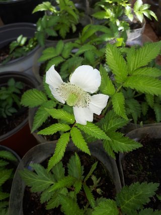 PIANTA DI LAMPONE FRAGOLA – RUBUS ILLECEBROSUS